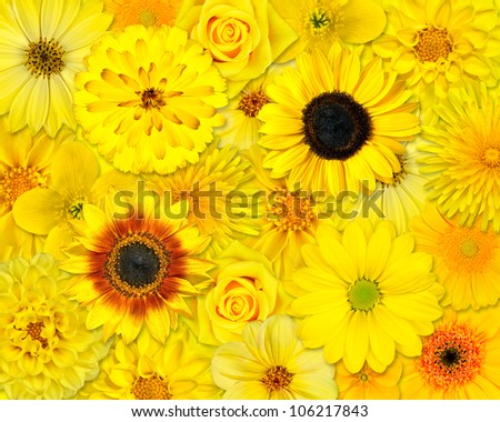 Yellow Flower Background. Selection of Yellow Flowers. Various set of Dahlia, Dandelion, Daisy, Gerber, Sunflower, Marigold Flowers