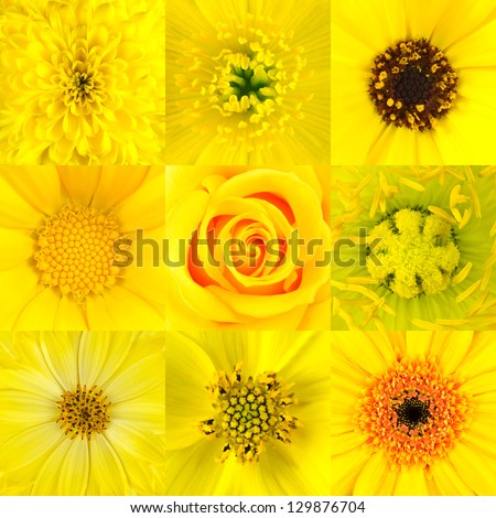 Collection of Nine Yellow Various Flower Macros including Rose, Daisy, Osteospermum, Chrysanthemum, Marigold and other Wild Flowers