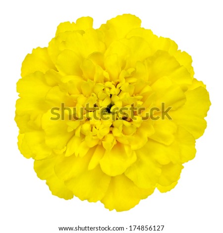 Marigold yellow, flower petals at the base of dark-yellow at the edges light-yellow.  Isolated on white background