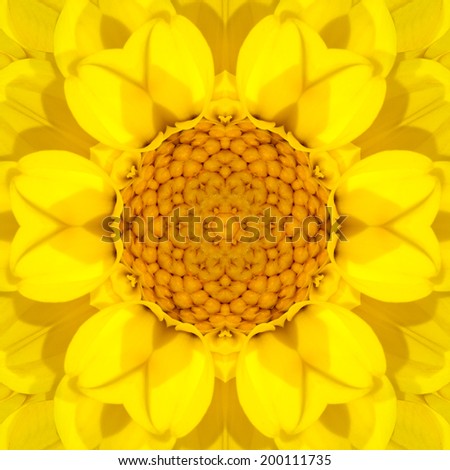 Yellow Mandala Dahlia Concentric Flower Kaleidoscope Center. Kaleidoscopic Design Pattern