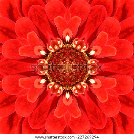 Red Mandala Concentric Dahlia Flower with Red Center. Concetric Mirrored Kaleidoscopic Design of the Center of the Flower