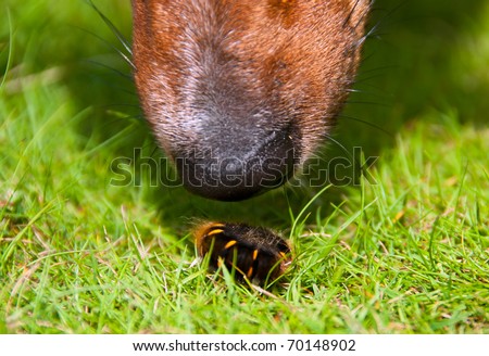 Closeup on Curious Dog\'s Nose Sniffing Furry Fiend Worm