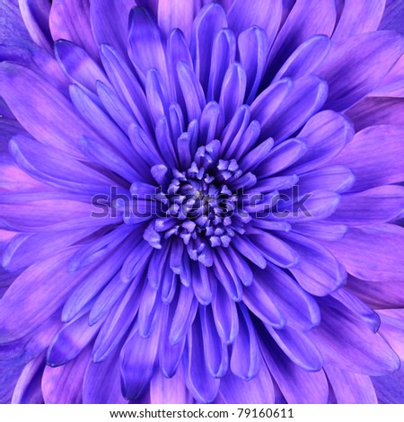 Blue Chrysanthemum Flower Head Closeup Detail