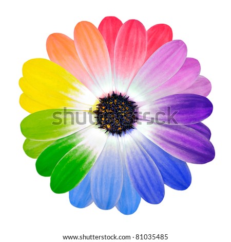 Multi Colored Flower. Rainbow Daisy Flower. Multi Colored Petals Of ...