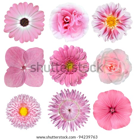 Collection of Pink White Flowers Isolated on White Background. Selection of Daisy, Carnation, Chrysanthemum, Hydrangea, Gerber, Rose, Strawflower, Petunia