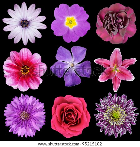Various Pink, Purple, Red Flowers Isolated on Black Background. Selection of Nine Periwinkle, Rose, CornFlower, Lily, Daisy, Chrysanthemum, Dahlia, Carnation, Primrose Flowers