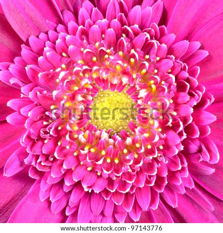 Pink Gerber Flower with Yellow Center Square Background Macro Close-up