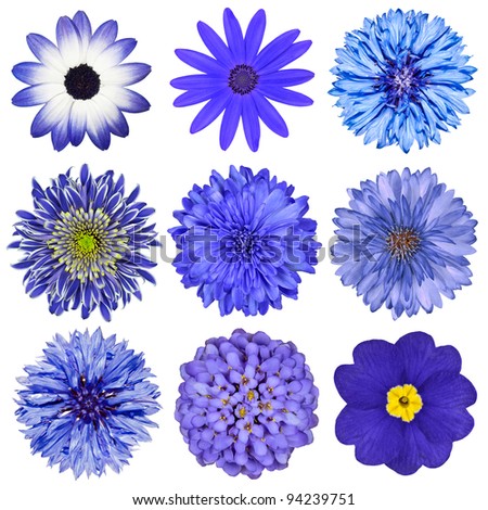 Similar – Image, Stock Photo Closeup of yellow cornflower with selective focus on foreground