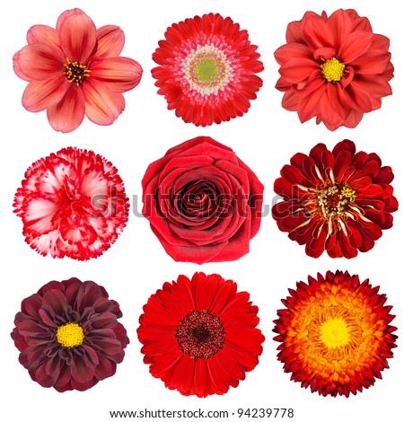 Similar – Image, Stock Photo Many colourful marigold blossoms in the garden