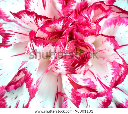 Macro of Pink and White Flower Full on Frame Background. Carnation Flower