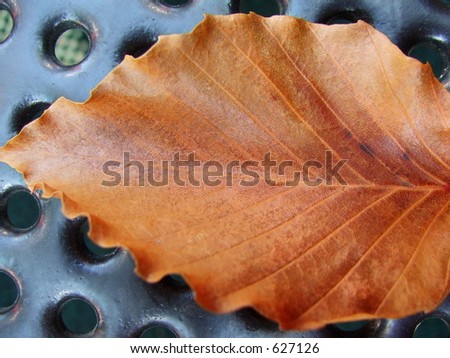 Fall leaf on metal background- MAN MADE VS GOD MADE