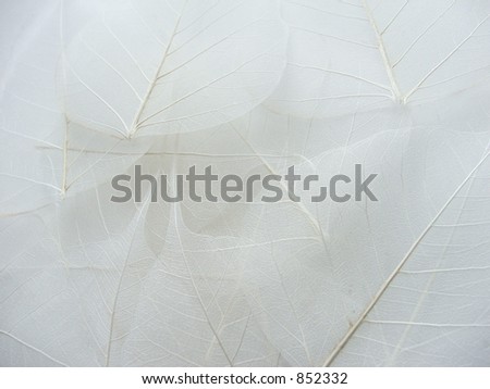 White or cream colored leaf skeleton background