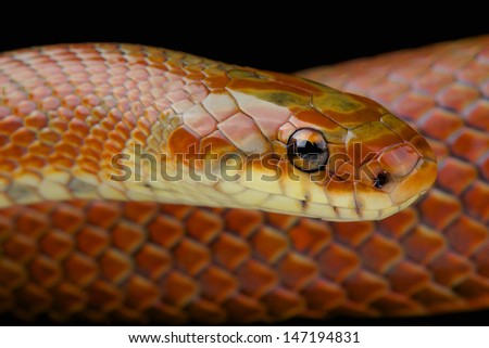 Japanese forest snake / Euprepiophis conspicillatus