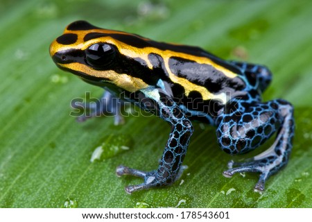 Amazon dart frog / Ranitomeya ventrimaculata ストックフォト © 