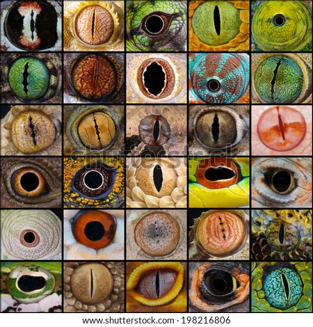 Reptile eyes collage