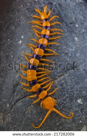 Giant centipede / Scolopendra hardwickei