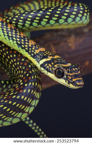 Flying tree snake / Chrysopelea paradise