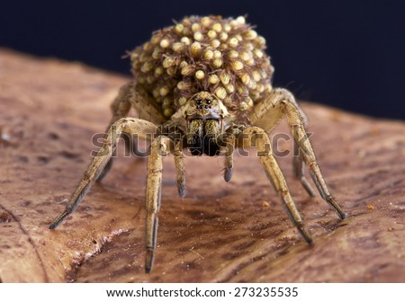 Wolf spiders carry their babies on their back as an extra protection against any would be predators.
