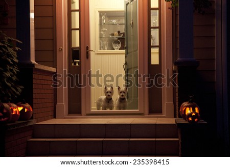 Night shot of dogs at a door on Halloween