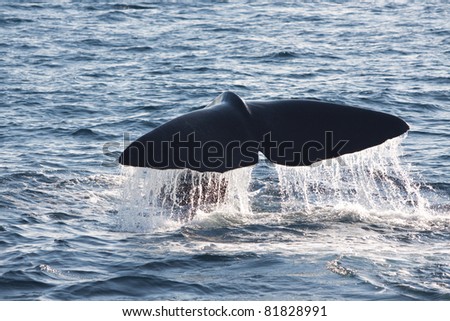 whale tail slapping the waters of Norway