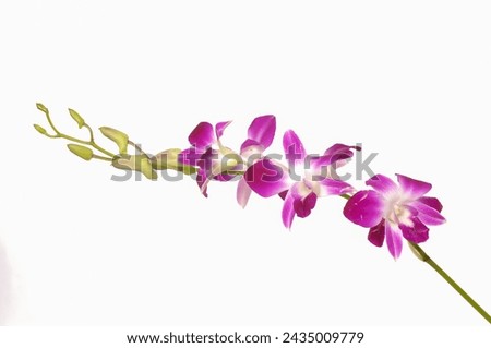 Similar – Image, Stock Photo pink wild flowers on meadow