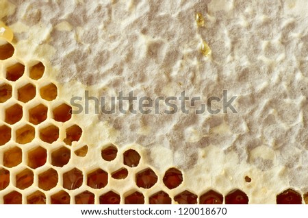 Beer honey in honeycombs. Natural sweet.