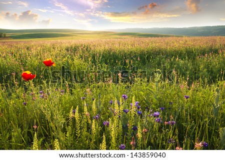 Spring meadow of violet flower. Nature composition.