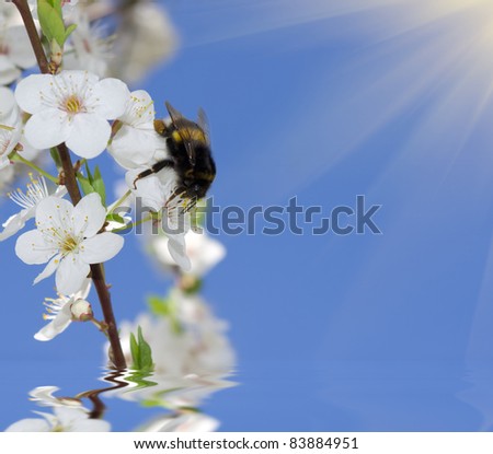 bumble-bee on the brunch of blossoming spring tree