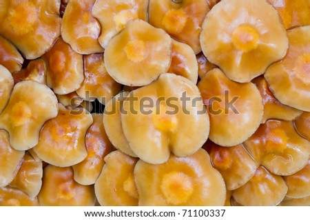 Yellow mushrooms Imagine de stoc © 
