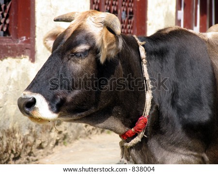 Head of a Yak, common animal in Nepal, very well adapted to altitude and used for work, transport and milk