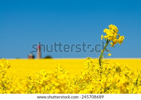 Similar – Foto Bild Fields on Ruegen in summer