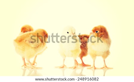 Group of small Easter chicken.