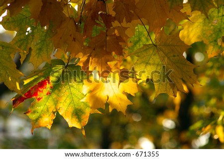 Multi-coloured maple leaves in beams of the morning sun