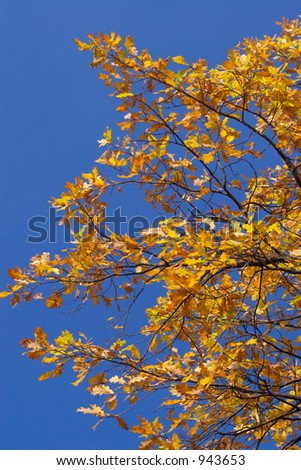 Colourful oak branch on a background of the shrill-dark blue sky