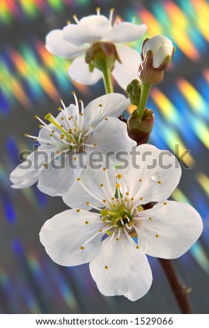 cherry blossom-background without computer processing