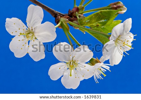 Cherry blossom-blue background