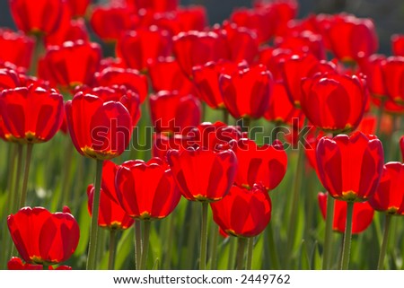 Bright spring selection tulips filled by the sun. All flowers have turned heads to light