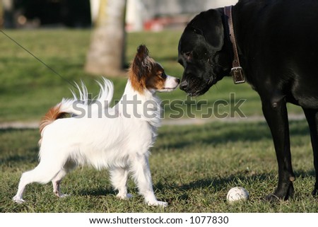 big and small dogs touching noses