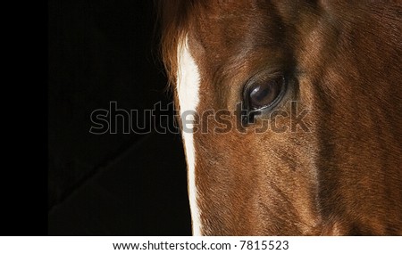 profile of horse\'s face close up