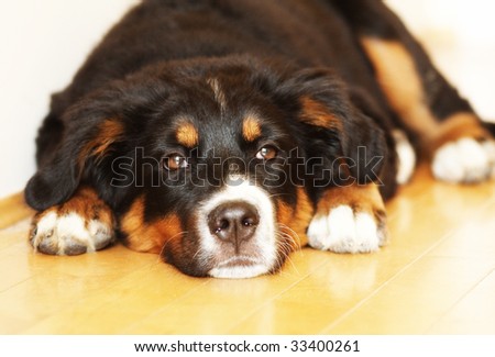a sleepy bernese puppy takes a nap on a hardwood floor
