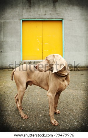 proud watchful weimaraner dog contrasted by warehouse yellow door