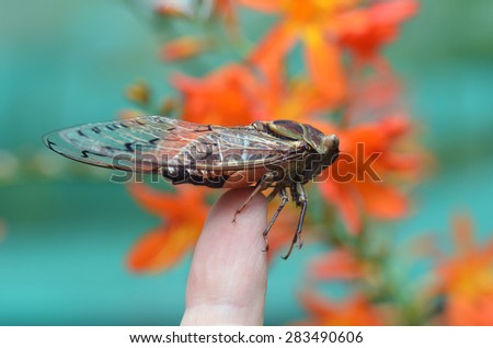 Close up of a large double drummer cicada on tip of index finger. Background has out of focus orange colored flowers. Location: Queensland,Australia.