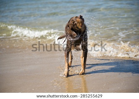 Red-brown dog shaking off water from it\'s coat after a swim. Dog\'s head turned halfway and water droplets flying off. Sandy beach and small waves in background.