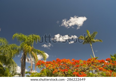Blooming Royal Poinciana (Delonix Regia) also known as Flamboyant or flame tree and palm trees. Bright orange flowers of the tree against dark blue sky with some white clouds.