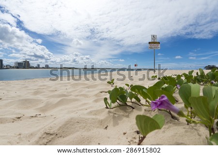 Cotton Tree area in Maroochydore, Sunshine Coast, Queensland, Australia. Maroochy river with sandy beach, sand and purple flower in foreground, partially cloudy blue sky.