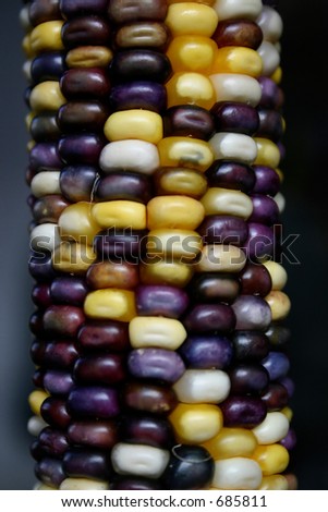 Indian Corn, one of the most popular fall decorations in the USA.