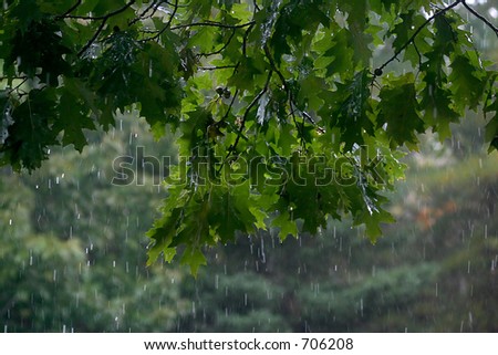 A branch with green oak leaves in a thick rain storm. Water drizzling down on all sides.