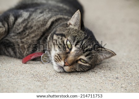 Bored male tabby cat laying on cement patio on a hot summer day.
