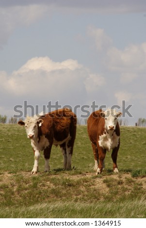 Two Hereford yearling cows standing on a grassy hill.