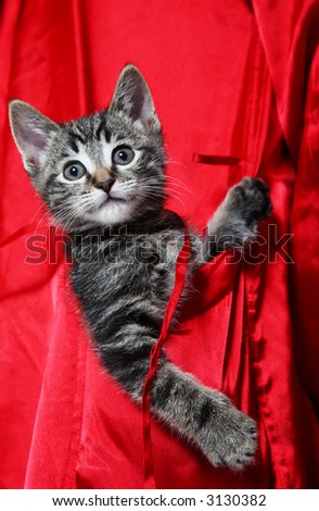 A cute, little tabby kitten rides in the pocket of a red silk robe.